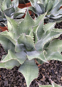 Agave schidigera 'Mr. Ripple'